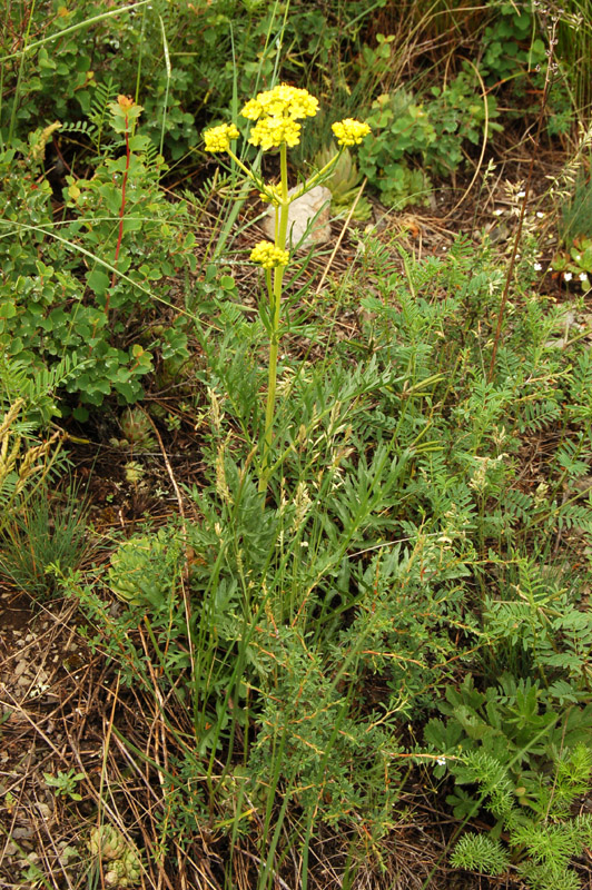 Image of Patrinia intermedia specimen.