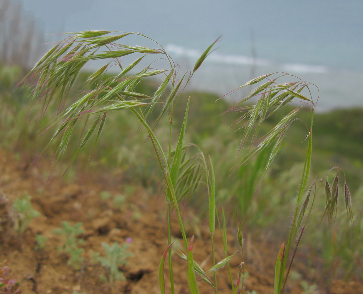 Изображение особи Anisantha tectorum.