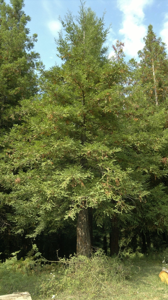 Image of Sequoia sempervirens specimen.