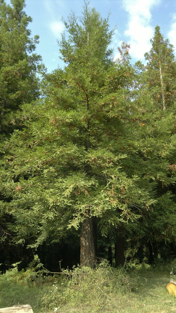 Изображение особи Sequoia sempervirens.