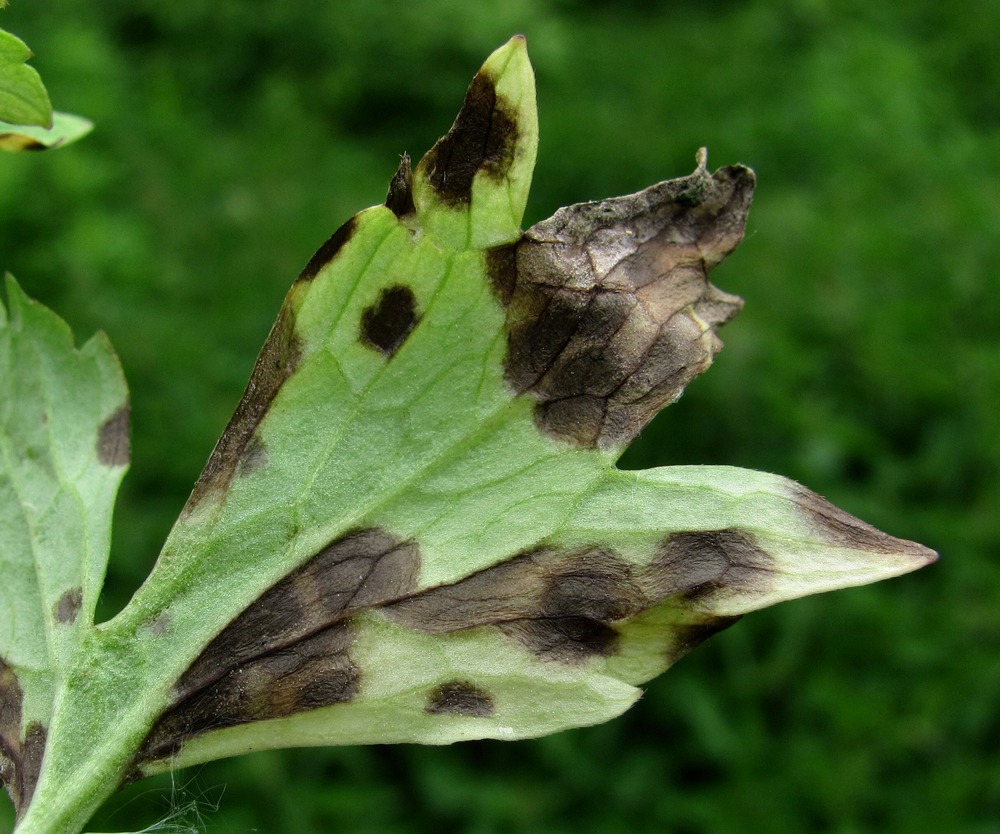 Image of Ranunculus repens specimen.