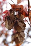 Acer ginnala