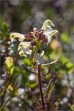 Pedicularis lapponica