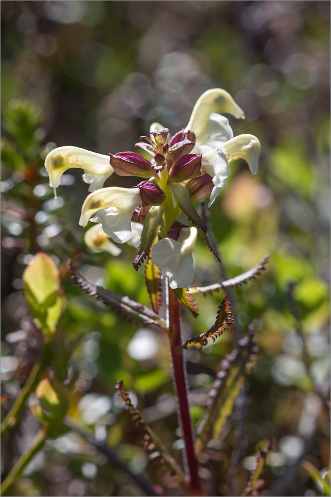 Изображение особи Pedicularis lapponica.