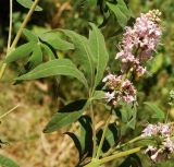 Vitex agnus-castus