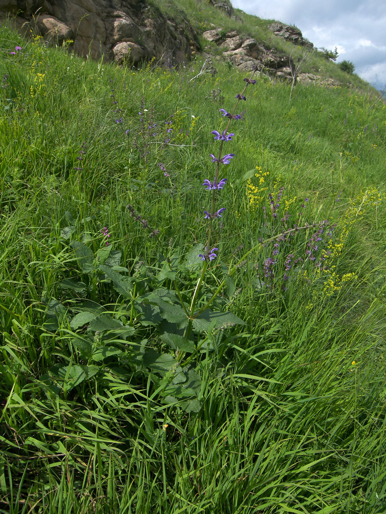 Image of Salvia kuznetzovii specimen.