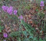 Polygala major