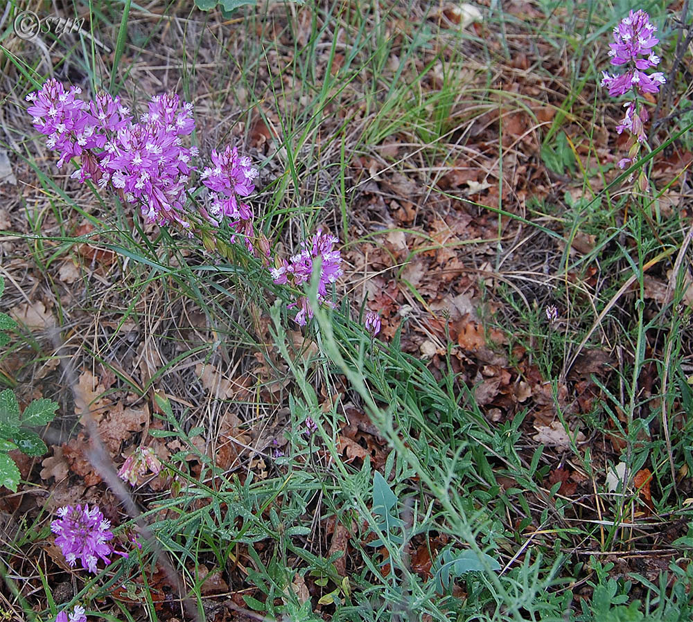 Image of Polygala major specimen.