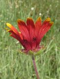 genus Gaillardia. Соцветие. Крым, Симферопольский р-н, окр. с. Урожайное, нарушенная выпасом степь. 15 июля 2015 г.