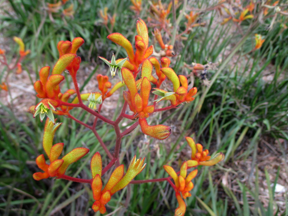 Image of Anigozanthos flavidus specimen.