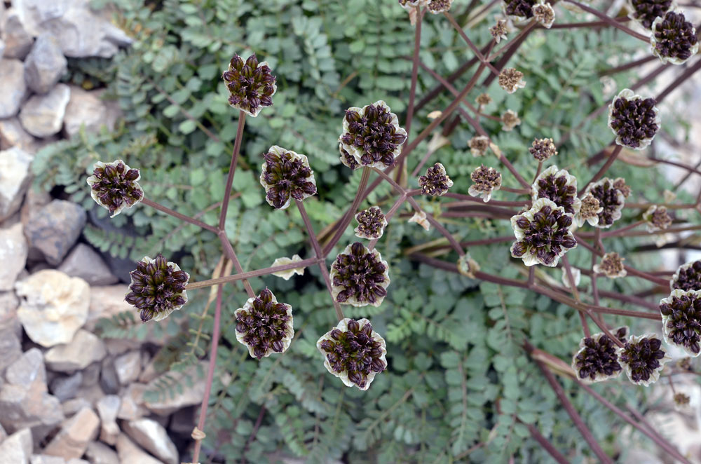Image of Hymenolaena pimpinellifolia specimen.