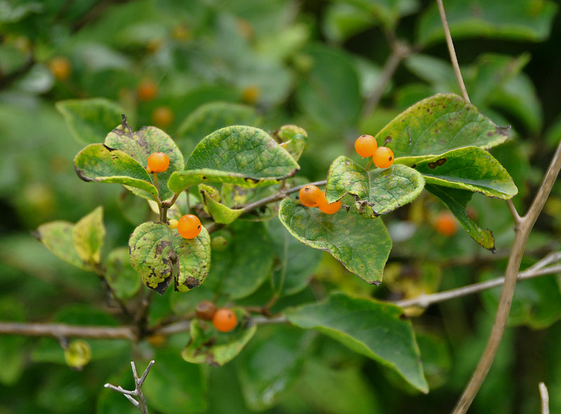 Image of Lonicera ruprechtiana specimen.
