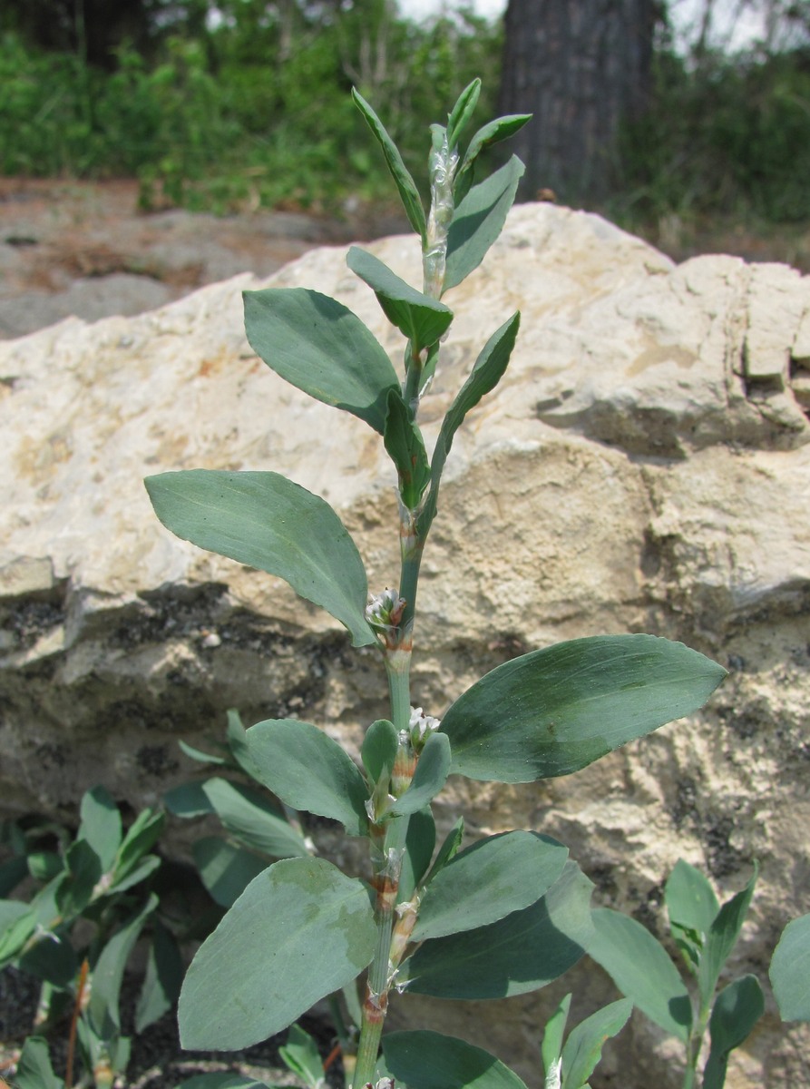 Изображение особи Polygonum maritimum.