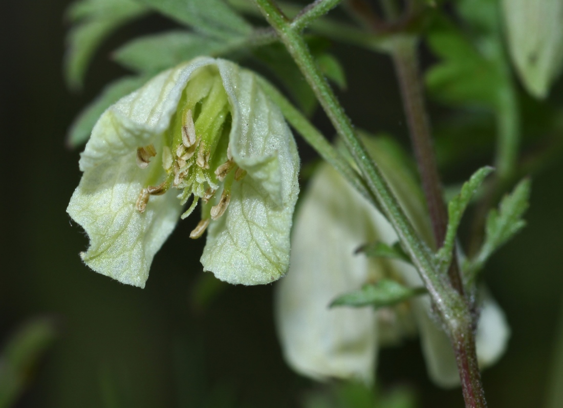 Image of Clematis latisecta specimen.