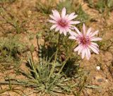 Tragopogon marginifolius. Цветущее растение. Кыргызстан, Нарынская обл., левый берег р. М. Нарын, I надпойменная терраса, окр. с. Эки-Нарын. 07.06.2015.