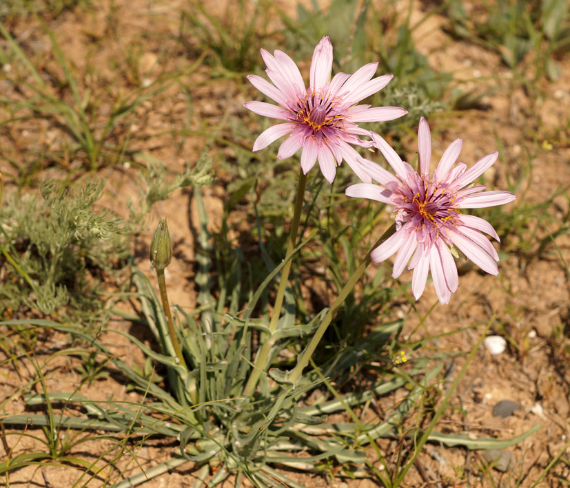 Изображение особи Tragopogon marginifolius.