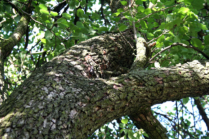 Image of Pyrus communis specimen.