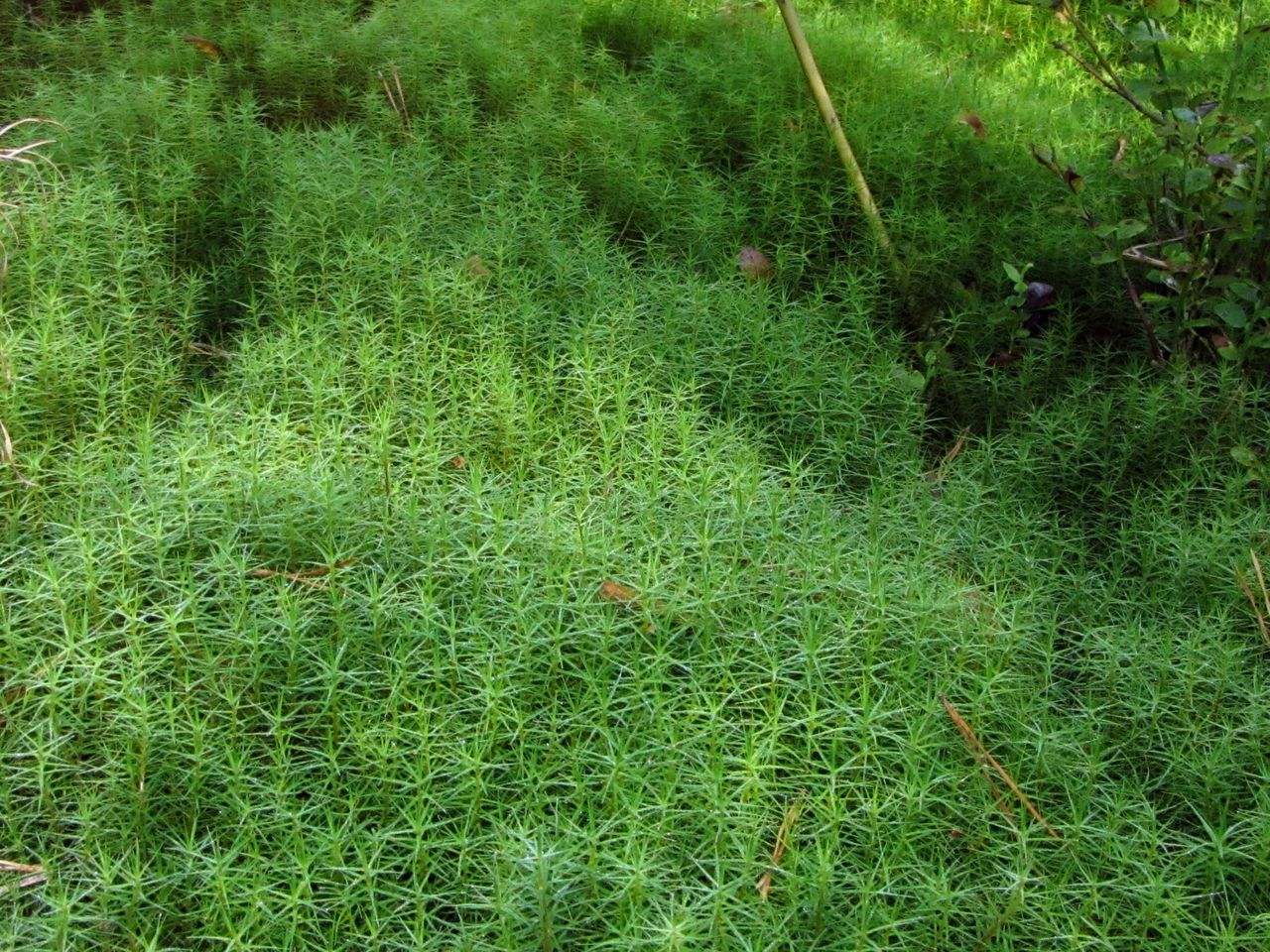 Изображение особи Polytrichum commune.