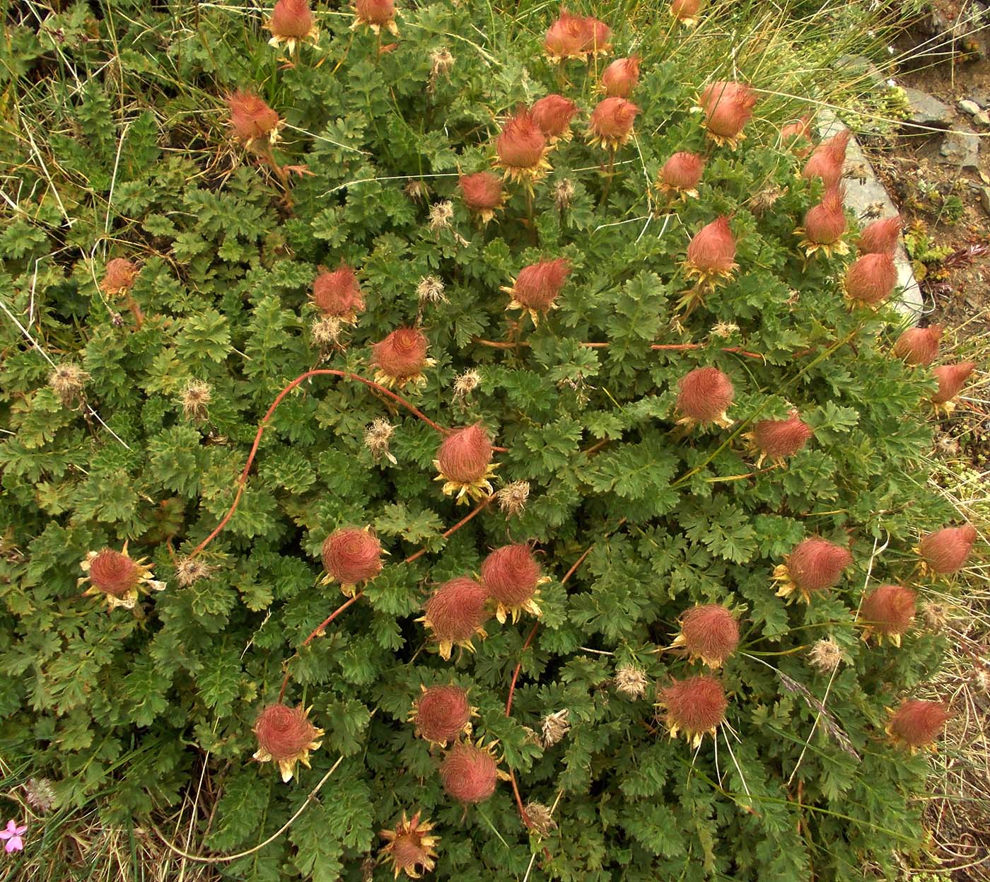 Image of Geum reptans specimen.