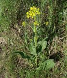 Bunias orientalis. Цветущее растение. Иркутская обл., Иркутский р-н, окр. дер. Ширяева. 23.06.2015.