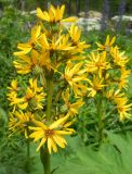 Ligularia sibirica