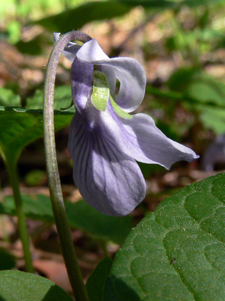 Image of Viola epipsila specimen.