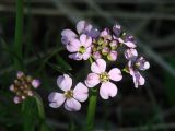 Cardamine pratensis