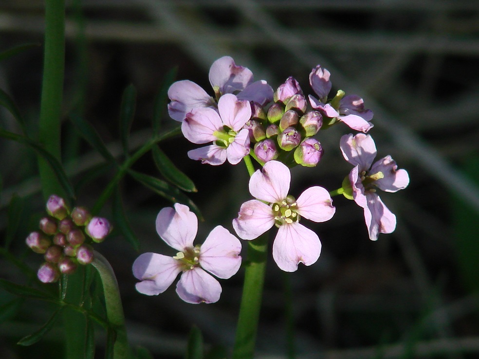 Изображение особи Cardamine pratensis.