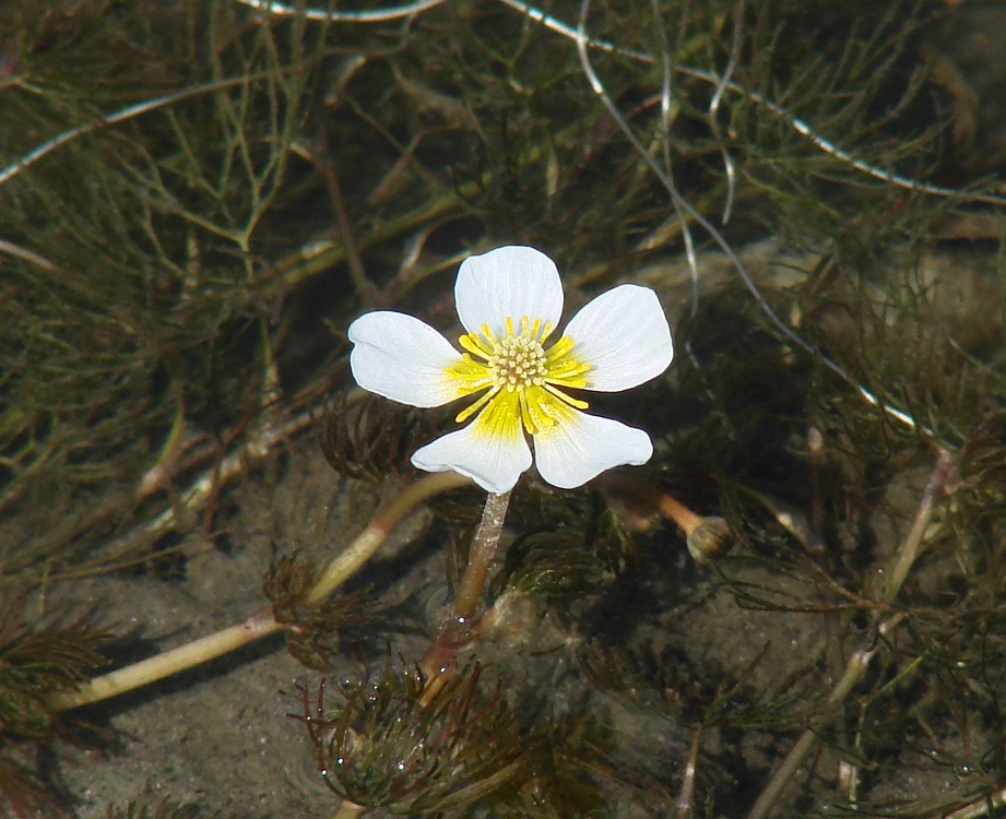 Изображение особи Ranunculus subrigidus.