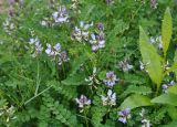 Astragalus alpinus