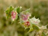 Salsola tragus