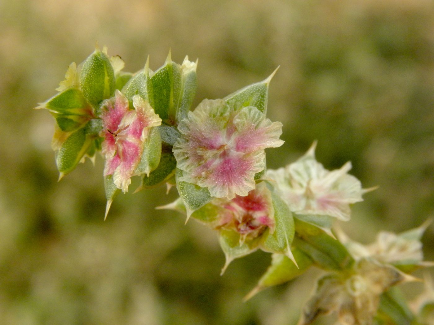 Изображение особи Salsola tragus.