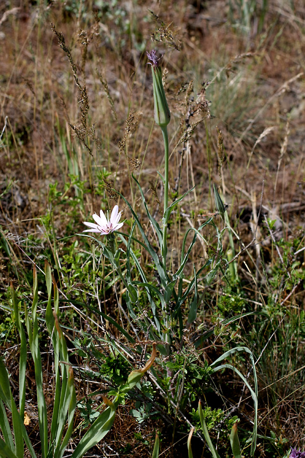 Image of Tragopogon marginifolius specimen.