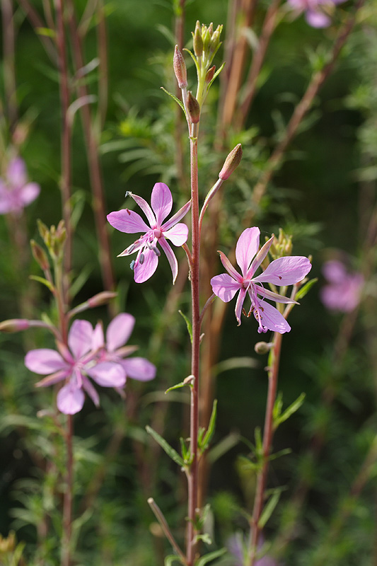 Изображение особи Chamaenerion colchicum.