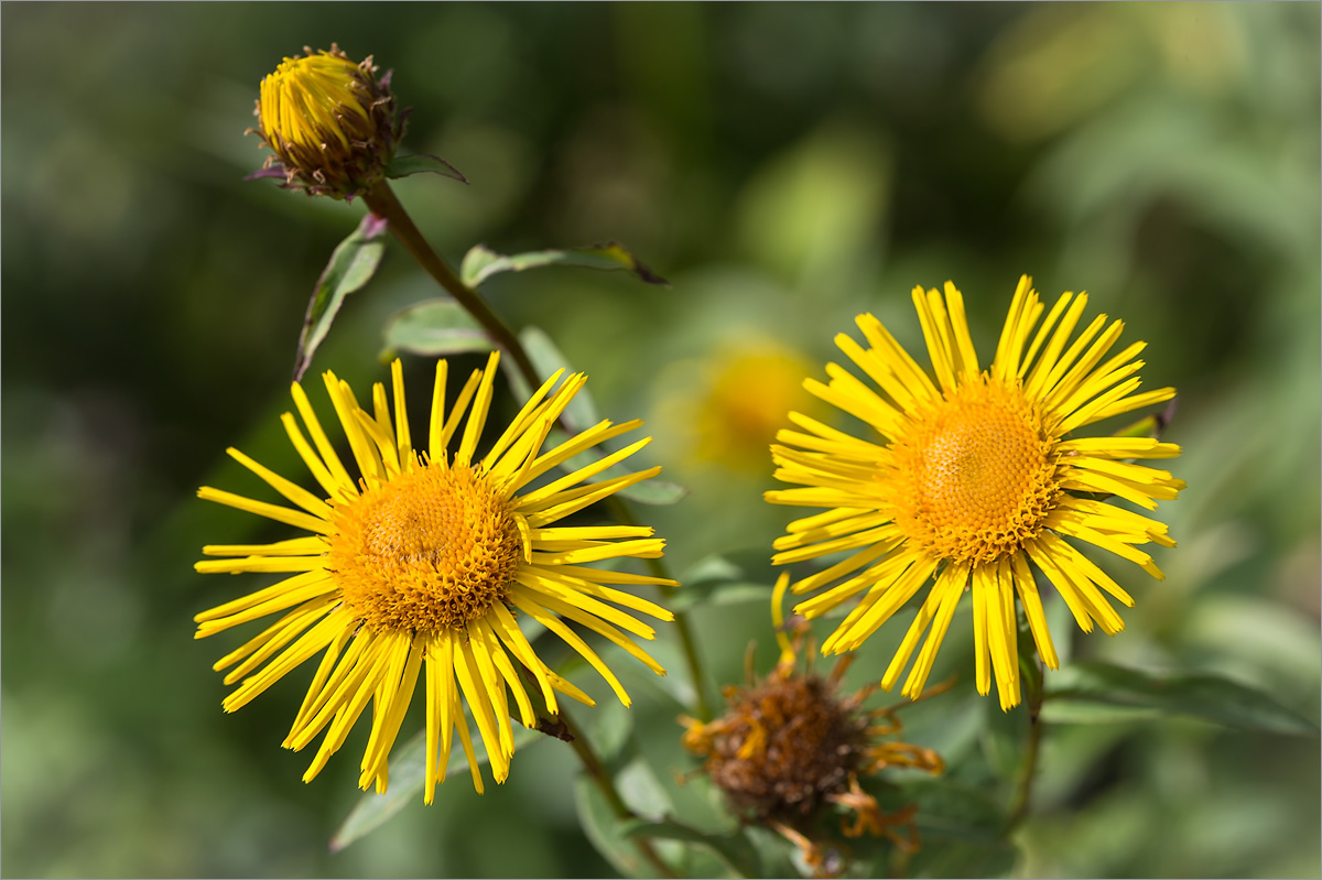 Image of Inula salicina specimen.