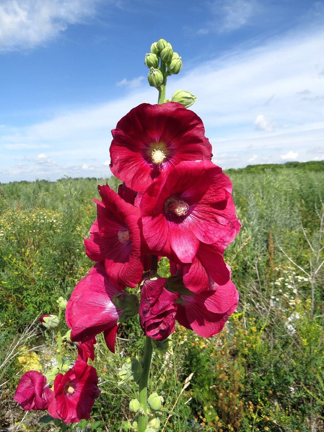 Изображение особи Alcea rosea.