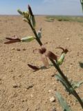 Matthiola tatarica