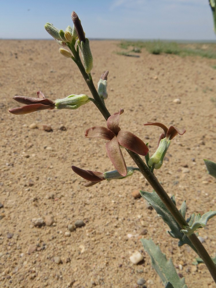 Image of Matthiola tatarica specimen.