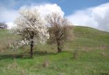 Prunus cerasifera. Старые цветущие растения. Краснодарский край, г. Усть-Лабинск, склон правого берега Кубани, останец степной растительности. 27.03.2016.