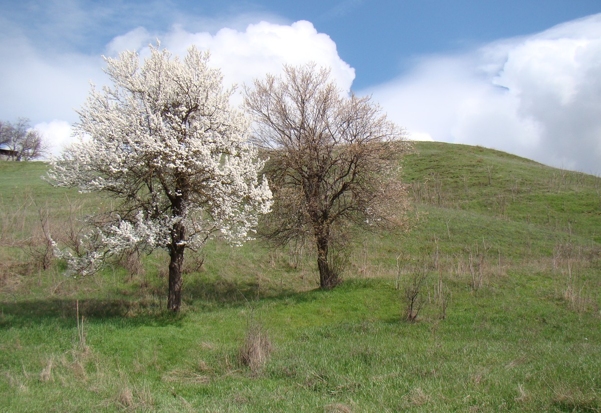 Изображение особи Prunus cerasifera.