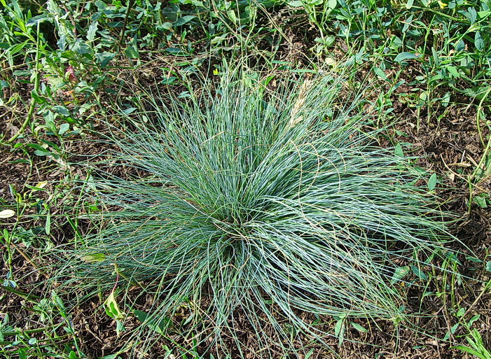 Изображение особи Festuca valesiaca.