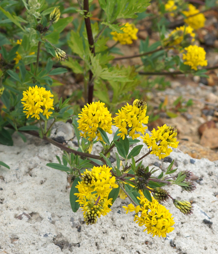 Image of Medicago falcata specimen.