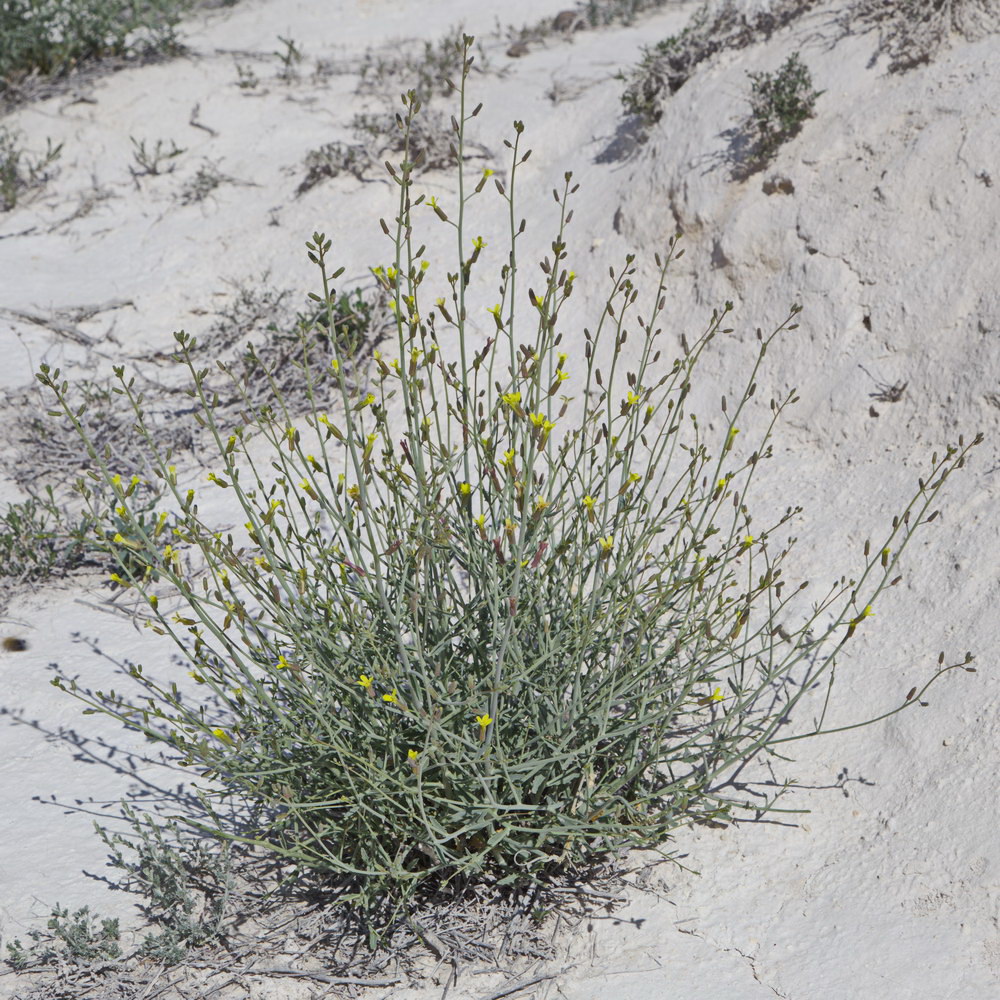Image of Sisymbrium subspinescens specimen.
