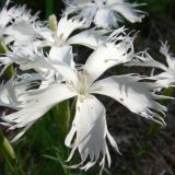 Dianthus acicularis. Цветки. Свердловская обл., окр. г. Североуральск, известняковая скала, южная сторона. 30.06.2007.