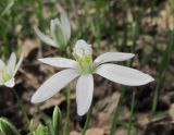 Ornithogalum woronowii. Цветок. Краснодарский край, Абинский р-н, сев. окр. пос. Ахтырский, лес. 04.04.2016.