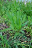 Lactuca serriola