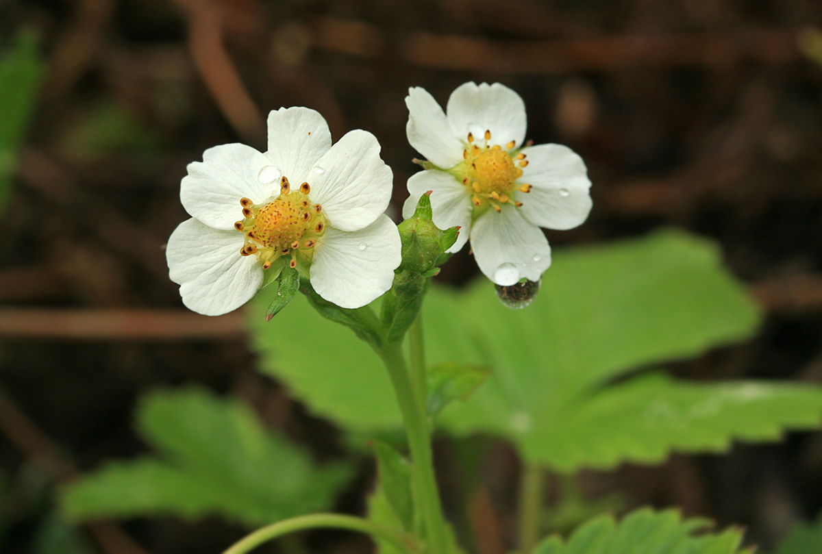 Image of Fragaria vesca specimen.