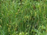 Carex rostrata