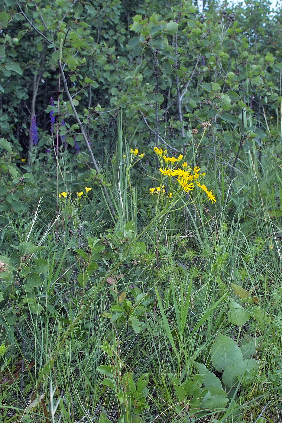 Изображение особи Senecio jacobaea.