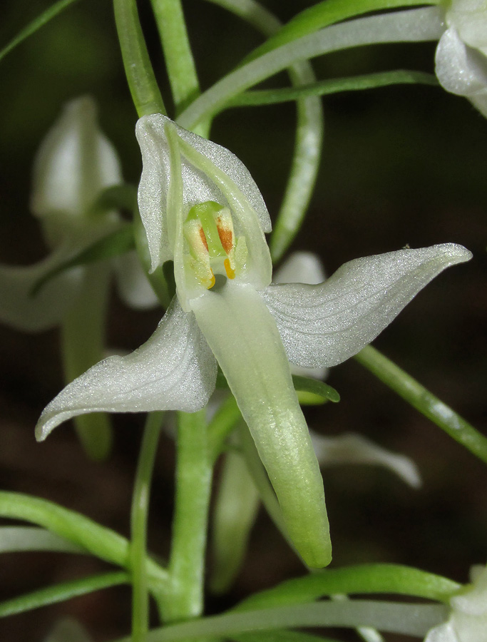 Изображение особи Platanthera bifolia.